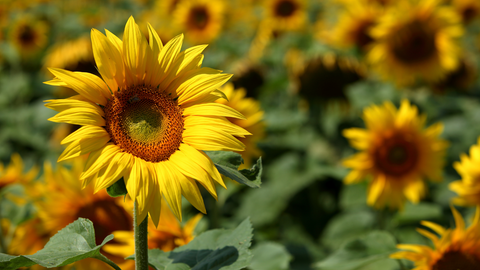 Sonnenblumenhack: Die Revolutionäre Fleischalternative