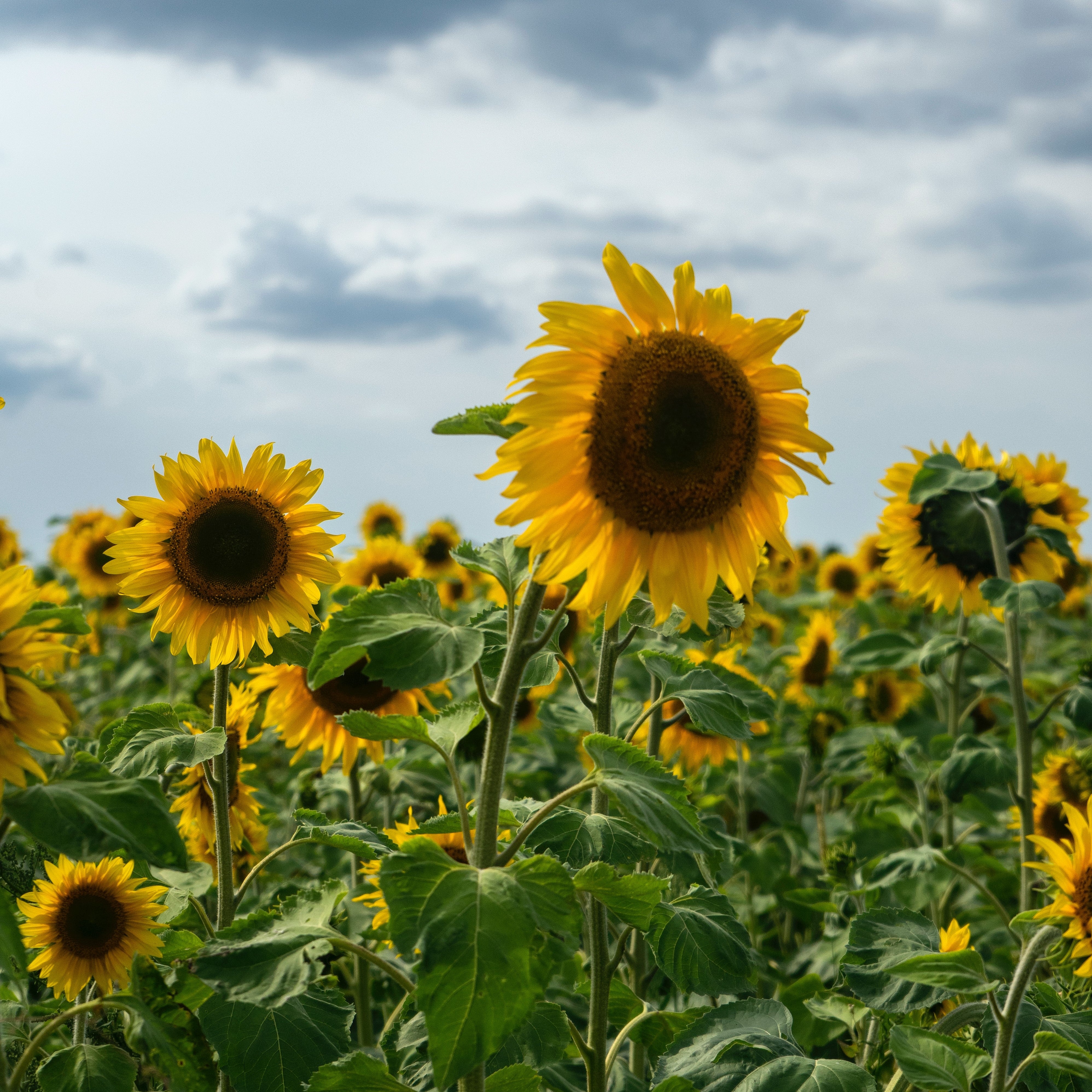 ETADORO: Sonnenblumenkerne Banner